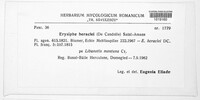 Erysiphe heraclei image